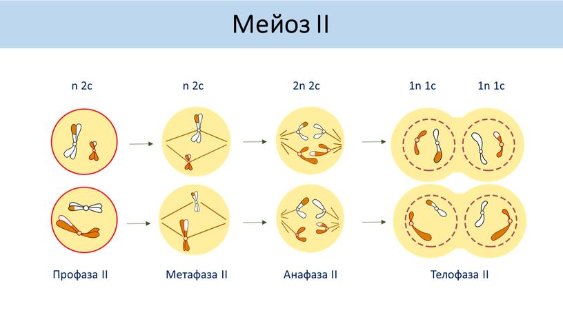 Профаза II Метафаза II Анафаза