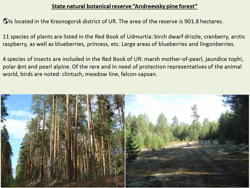 State natural botanical reserve “Andreevsky pine forest” 🌎Is located in the