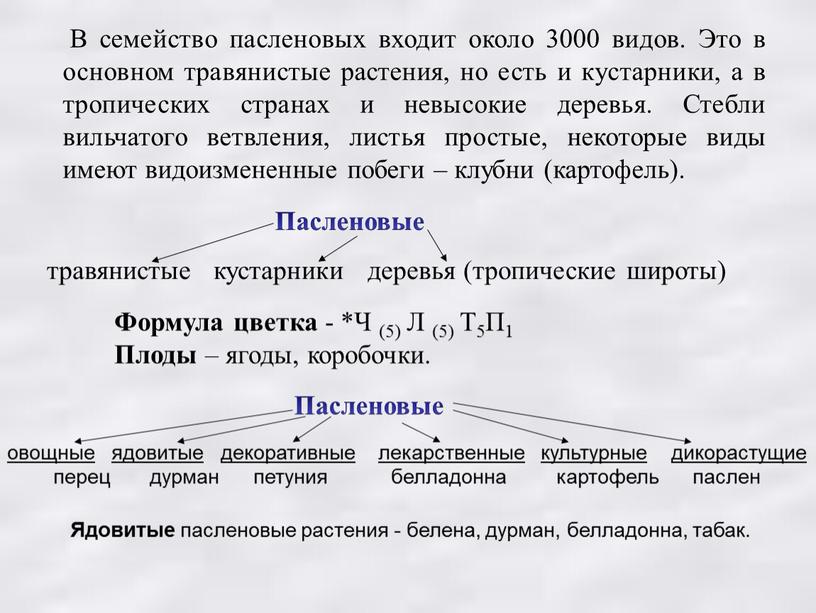 В семейство пасленовых входит около 3000 видов