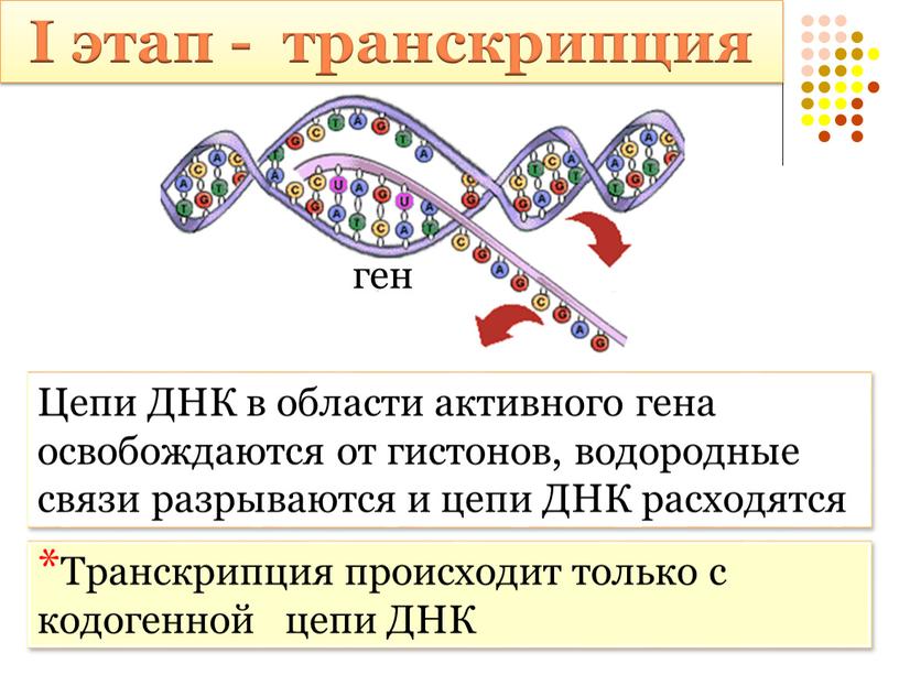 I этап - транскрипция Цепи ДНК в области активного гена освобождаются от гистонов, водородные связи разрываются и цепи