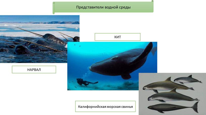 Представители водной среды МЛЕКОПИТАЮЩИЕ