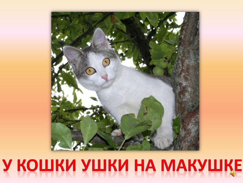 У кошки ушки на макушке