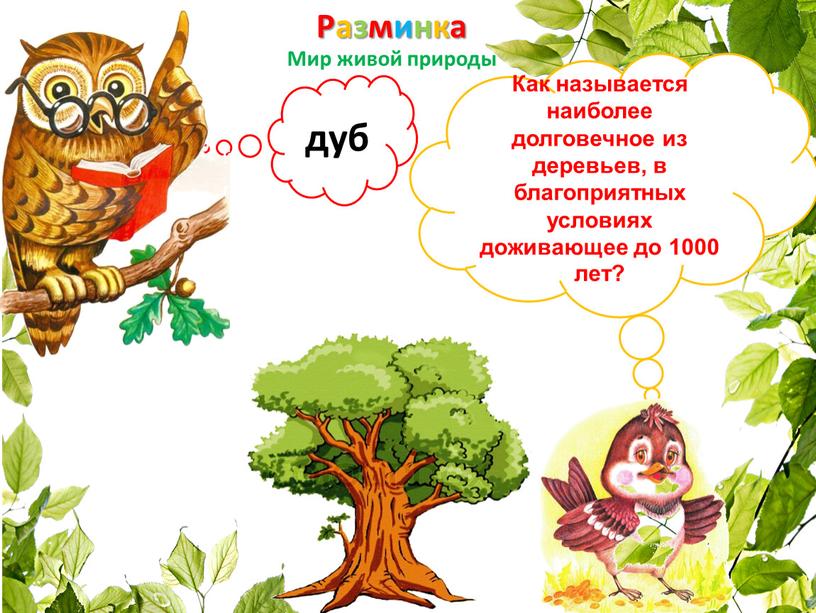 Разминка Мир живой природы Как называется наиболее долговечное из деревьев, в благоприятных условиях доживающее до 1000 лет? дуб