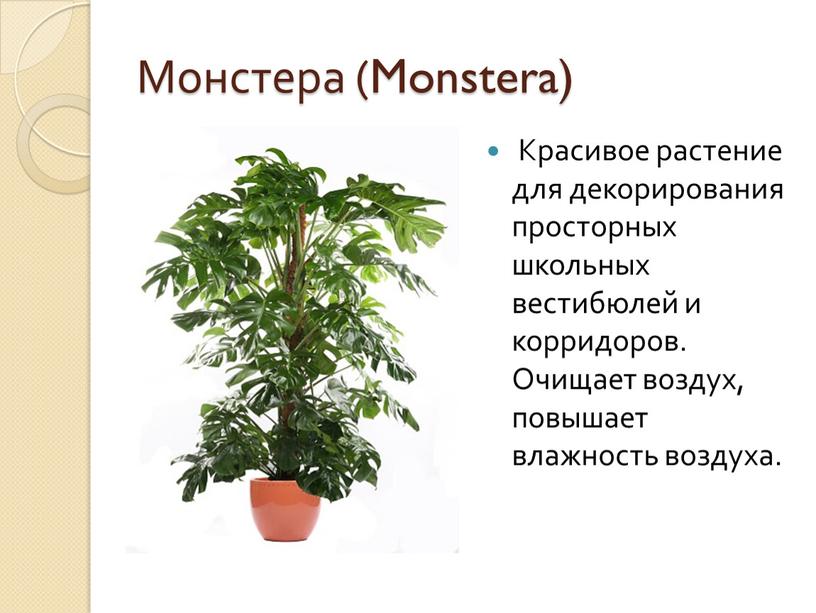 Монстера (Monstera) Красивое растение для декорирования просторных школьных вестибюлей и корридоров