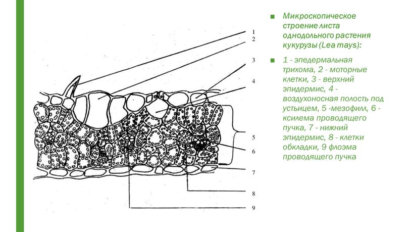 Микроскопическое строение листа однодольного растения кукурузы (Lea mays): 1 - эпедермальная трихома, 2 - моторные клетки, 3 - верхний эпидермис, 4 - воздухоносная полость под…