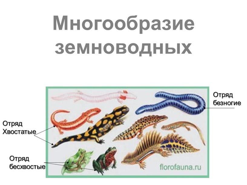 Многообразие земноводных Отряд