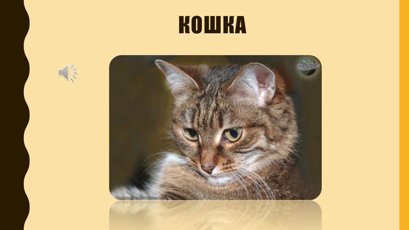 кошка