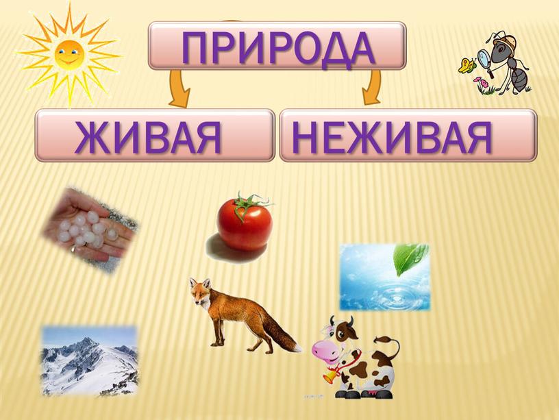 ПРИРОДА ЖИВАЯ НЕЖИВАЯ