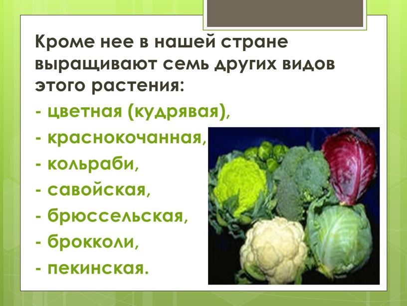 Кроме нее в нашей стране выращивают семь других видов этого растения: - цветная (кудрявая), - краснокочанная, - кольраби, - савойская, - брюссельская, - брокколи, -…