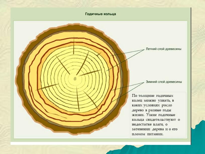 Презентация по теме : Строение стебля