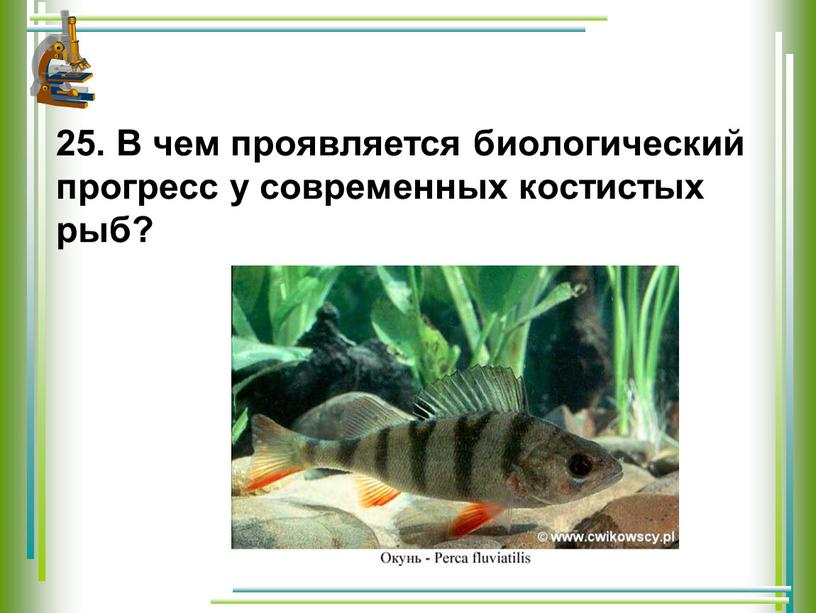 В чем проявляется биологический прогресс у современных костистых рыб?