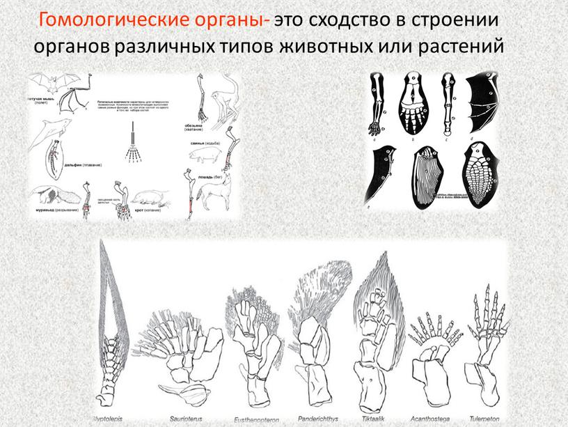 Гомологические органы- это сходство в строении органов различных типов животных или растений