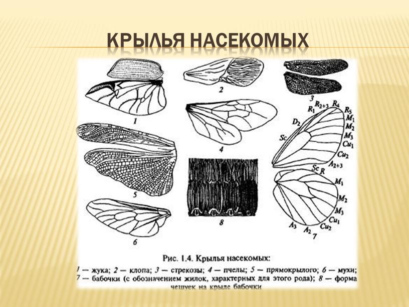 Крылья насекомых