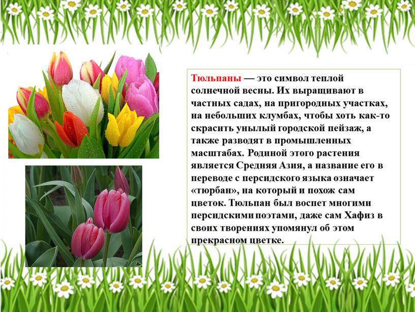 Тюльпаны — это символ теплой солнечной весны