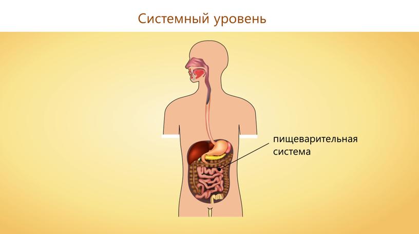 Системный уровень