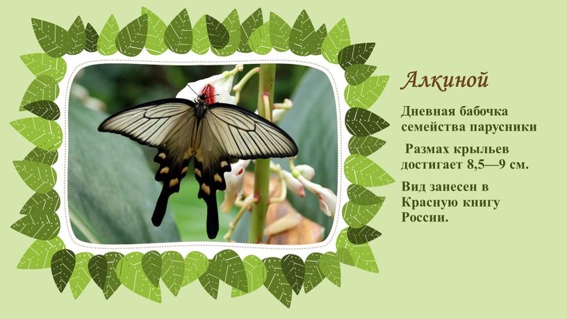 Алкиной Дневная бабочка семейства парусники