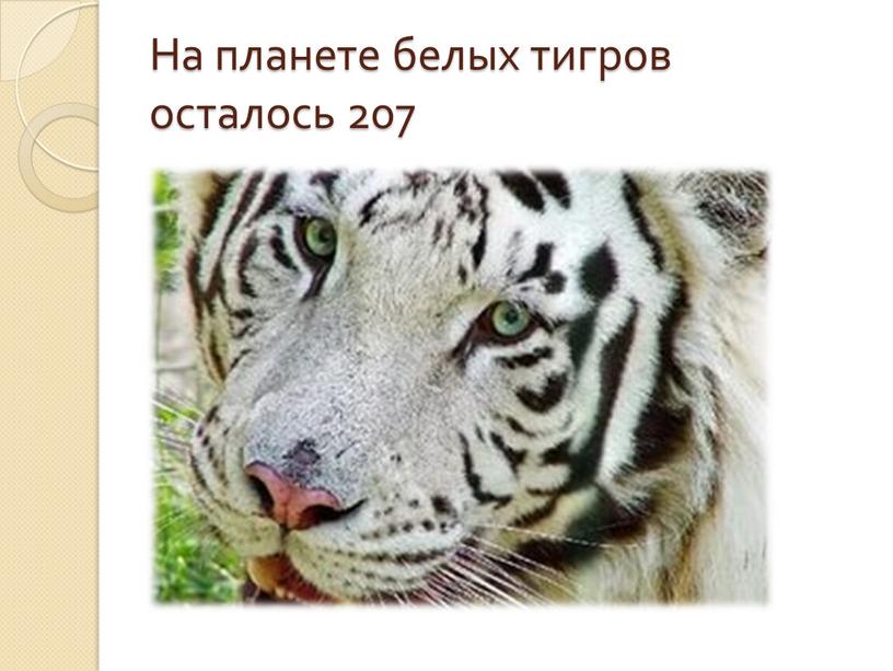 На планете белых тигров осталось 207