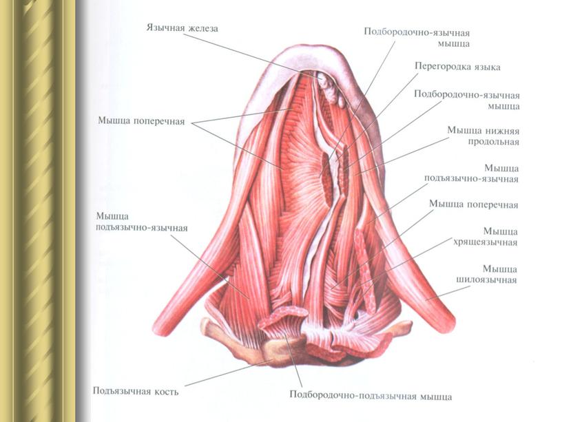 Мышцы языка (вид снизу).