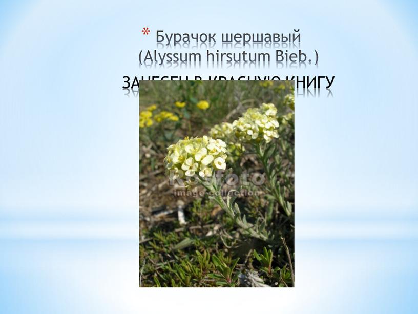 Бурачок шершавый (Alyssum hirsutum