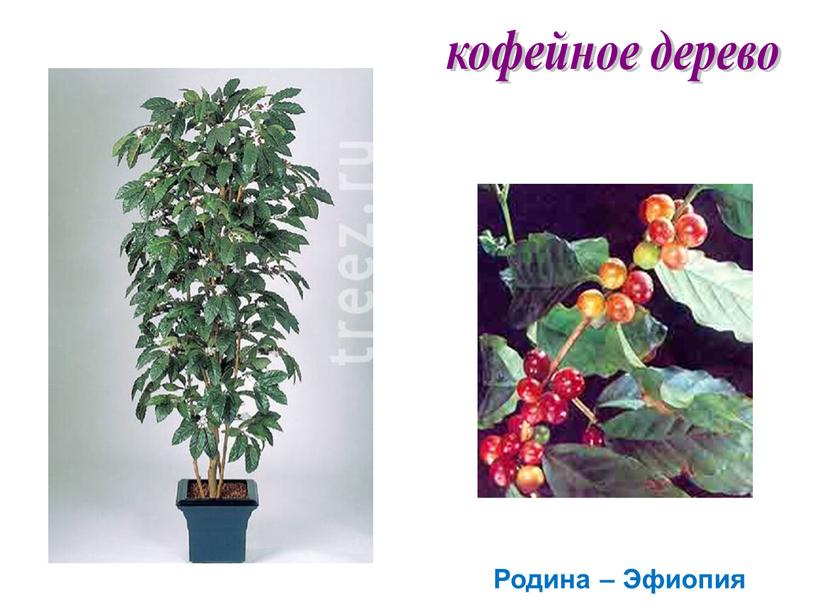 кофейное дерево Родина – Эфиопия