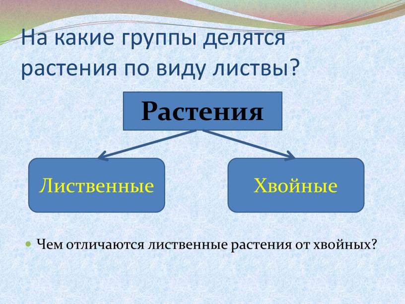 На какие группы делятся растения по виду листвы?