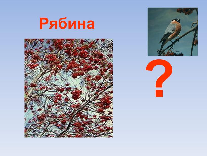 Рябина ? ? ?