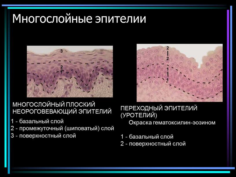 Многослойные эпителии МНОГОСЛОЙНЫЙ