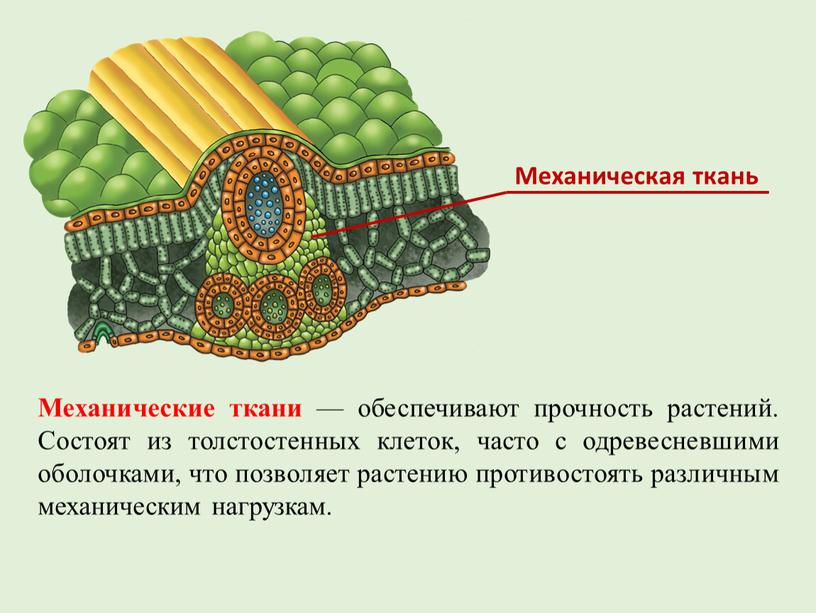 Механические ткани — обеспечивают прочность растений