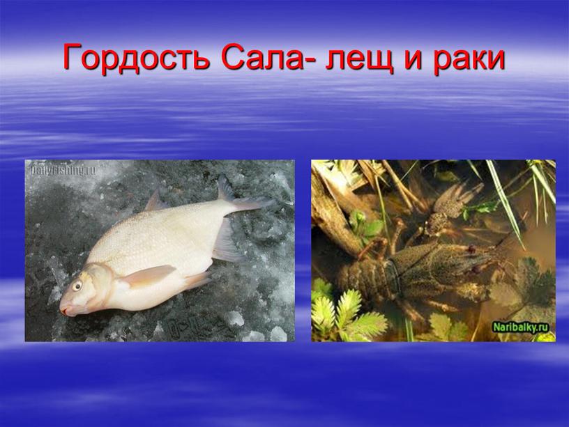 Гордость Сала- лещ и раки