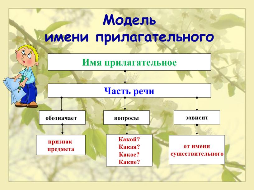 Имя прилагательное Модель имени прилагательного