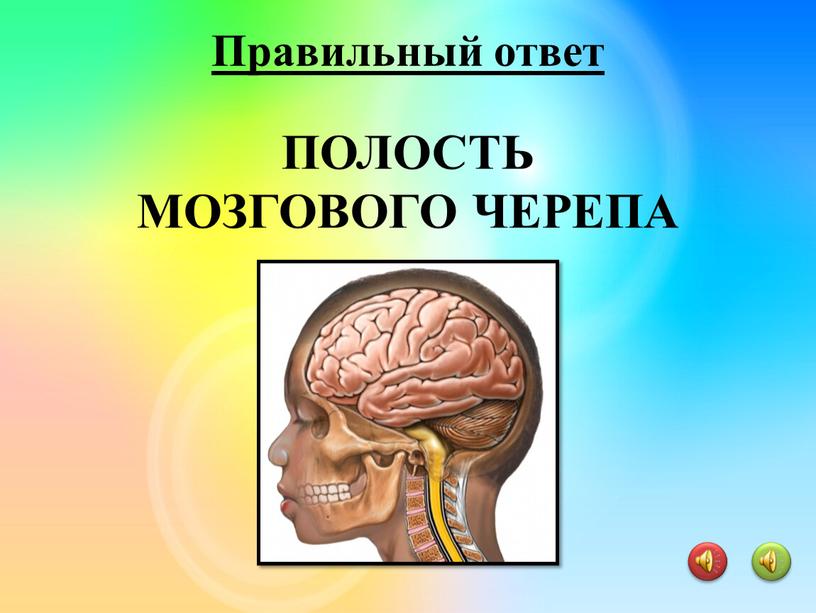 ПОЛОСТЬ МОЗГОВОГО ЧЕРЕПА Правильный ответ