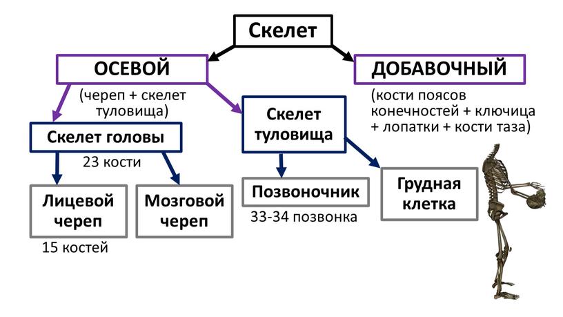 Скелет ОСЕВОЙ (череп + скелет туловища)