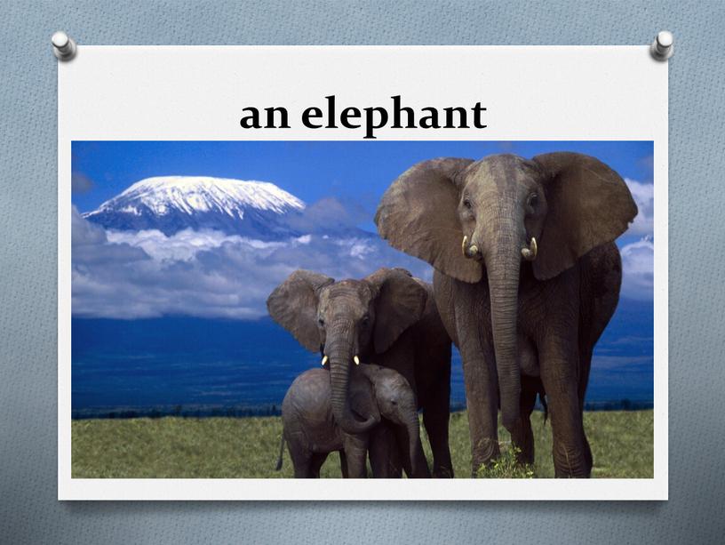 an elephant