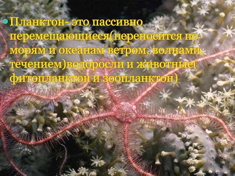 Планктон- это пассивно перемещающиеся(переносится по морям и океанам ветром, волнами, течением)водоросли и животные( фитопланктон и зоопланктон)