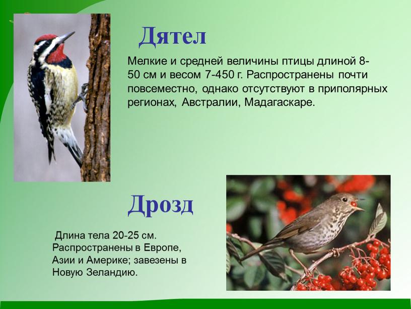 Мелкие и средней величины птицы длиной 8-50 см и весом 7-450 г