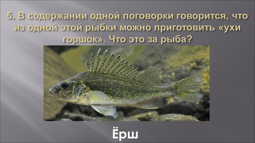 В содержании одной поговорки говорится, что из одной этой рыбки можно приготовить «ухи горшок»