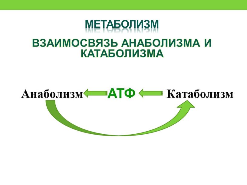 Метаболизм ВЗАИМОСВЯЗЬ АНАБОЛИЗМА