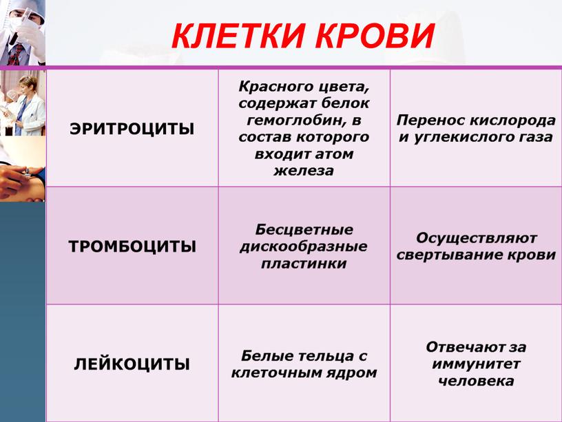 КЛЕТКИ КРОВИ ЭРИТРОЦИТЫ Красного цвета, содержат белок гемоглобин, в состав которого входит атом железа