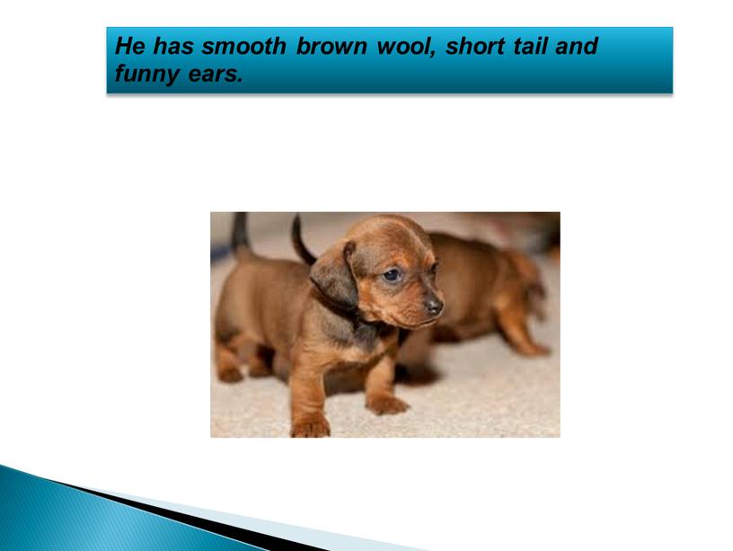 He has smooth brown wool, short tail and funny ears