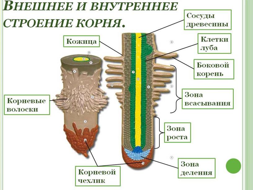 Вегетативные органы растений.