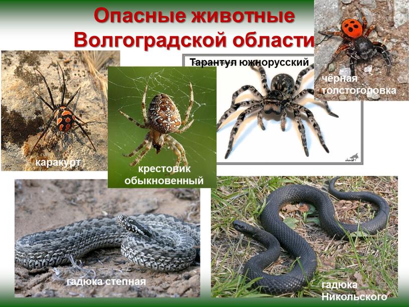 Опасные животные Волгоградской области каракурт гадюка степная гадюка
