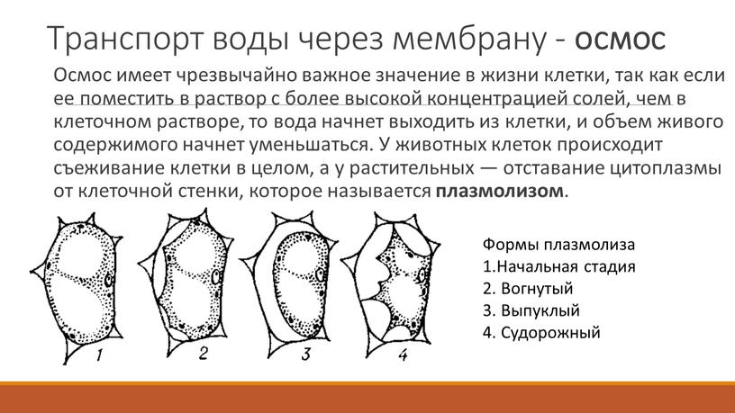 Транспорт воды через мембрану - осмос