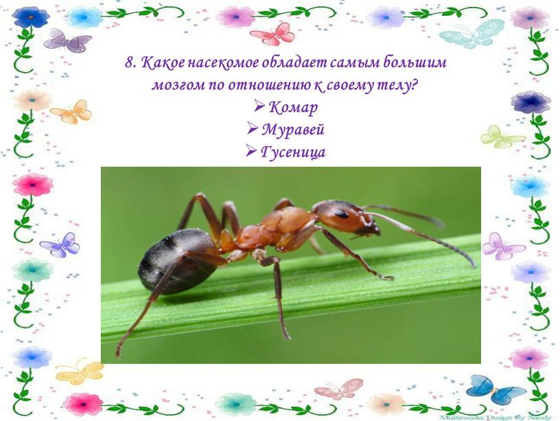 Какое насекомое обладает самым большим мозгом по отношению к своему телу?