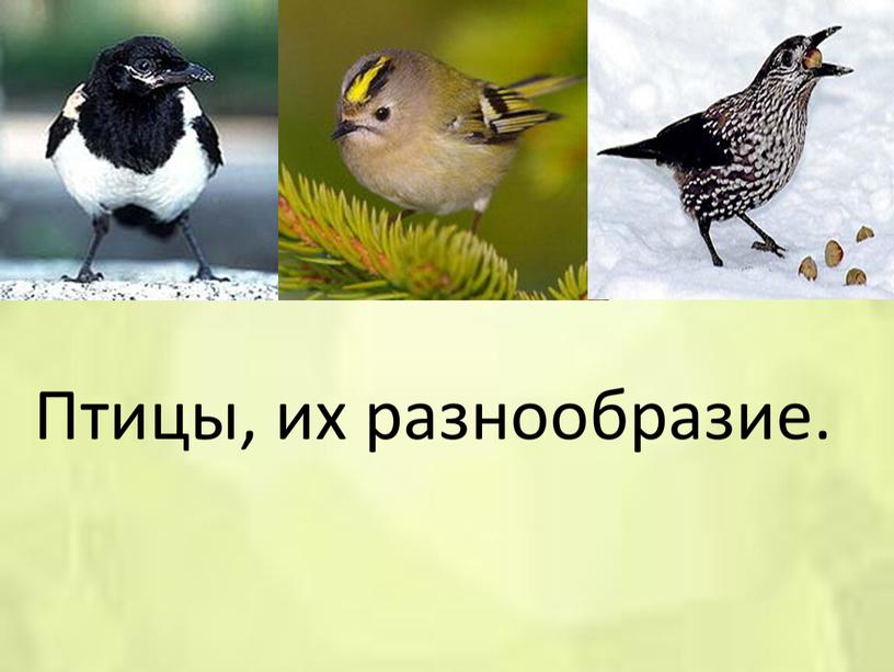 Птицы, их разнообразие.