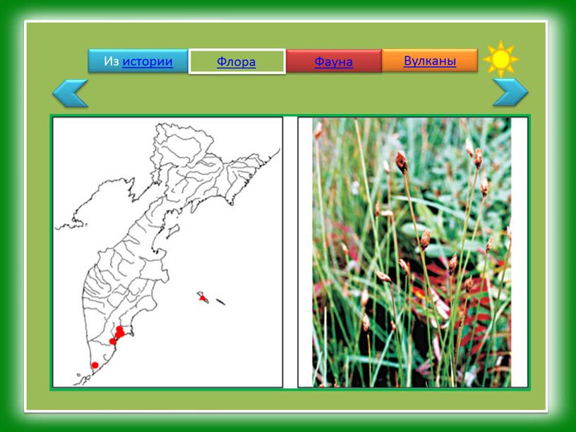 Из истории Флора Фауна Вулканы