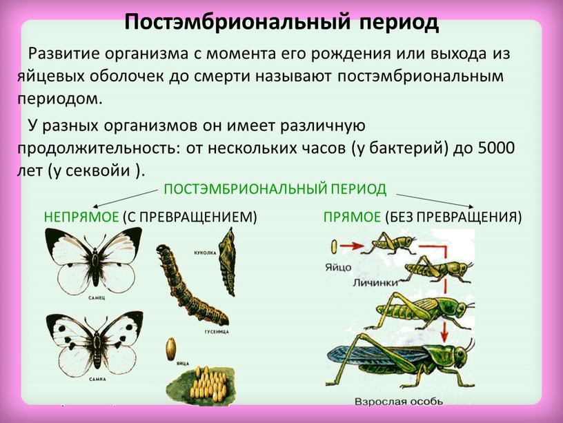 Постэмбриональный период Развитие организма с момента его рождения или выхода из яйцевых оболочек до смерти называют постэмбриональным периодом