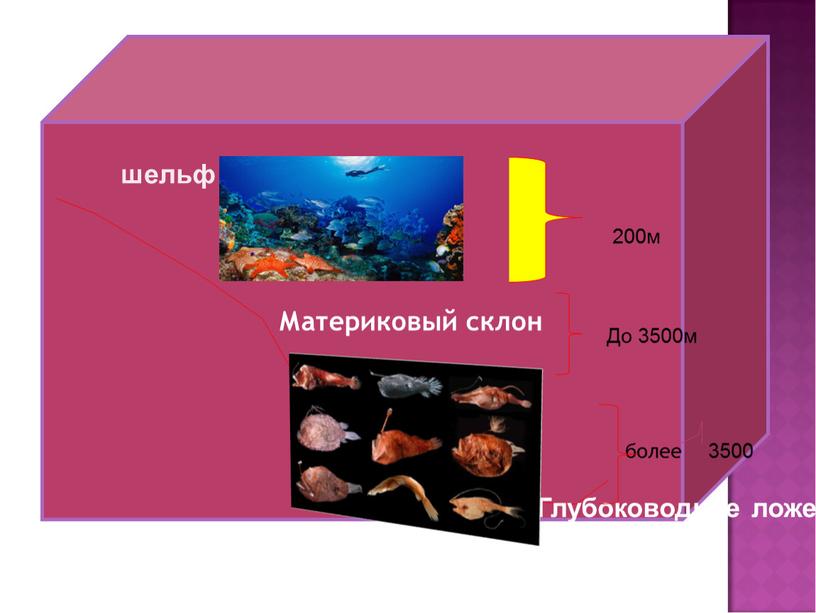 Материковый склон более шельф Глубоководное ложе 200м