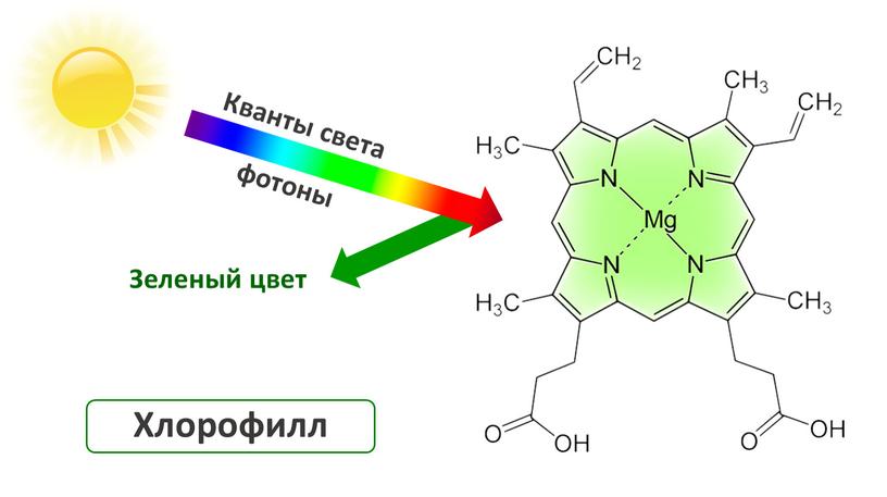 Хлорофилл фотоны Зеленый цвет Кванты света