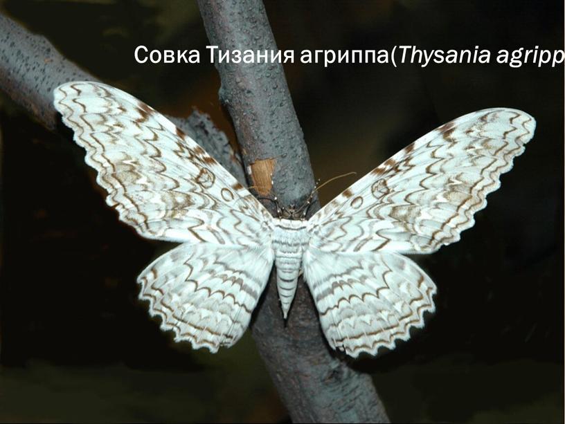 Совка Тизания агриппа( Thysania agrippina)