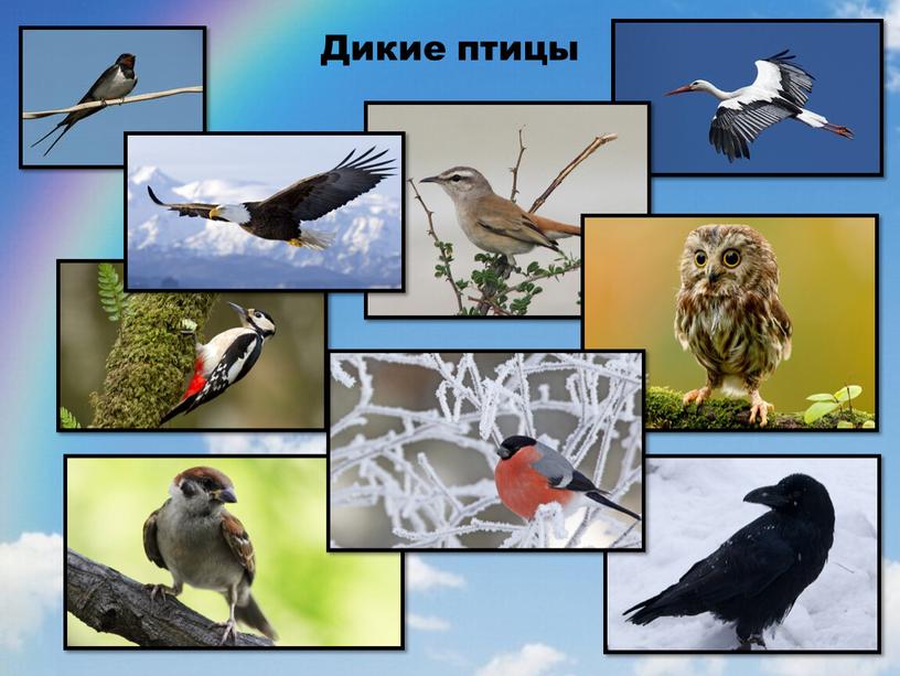 Дикие птицы